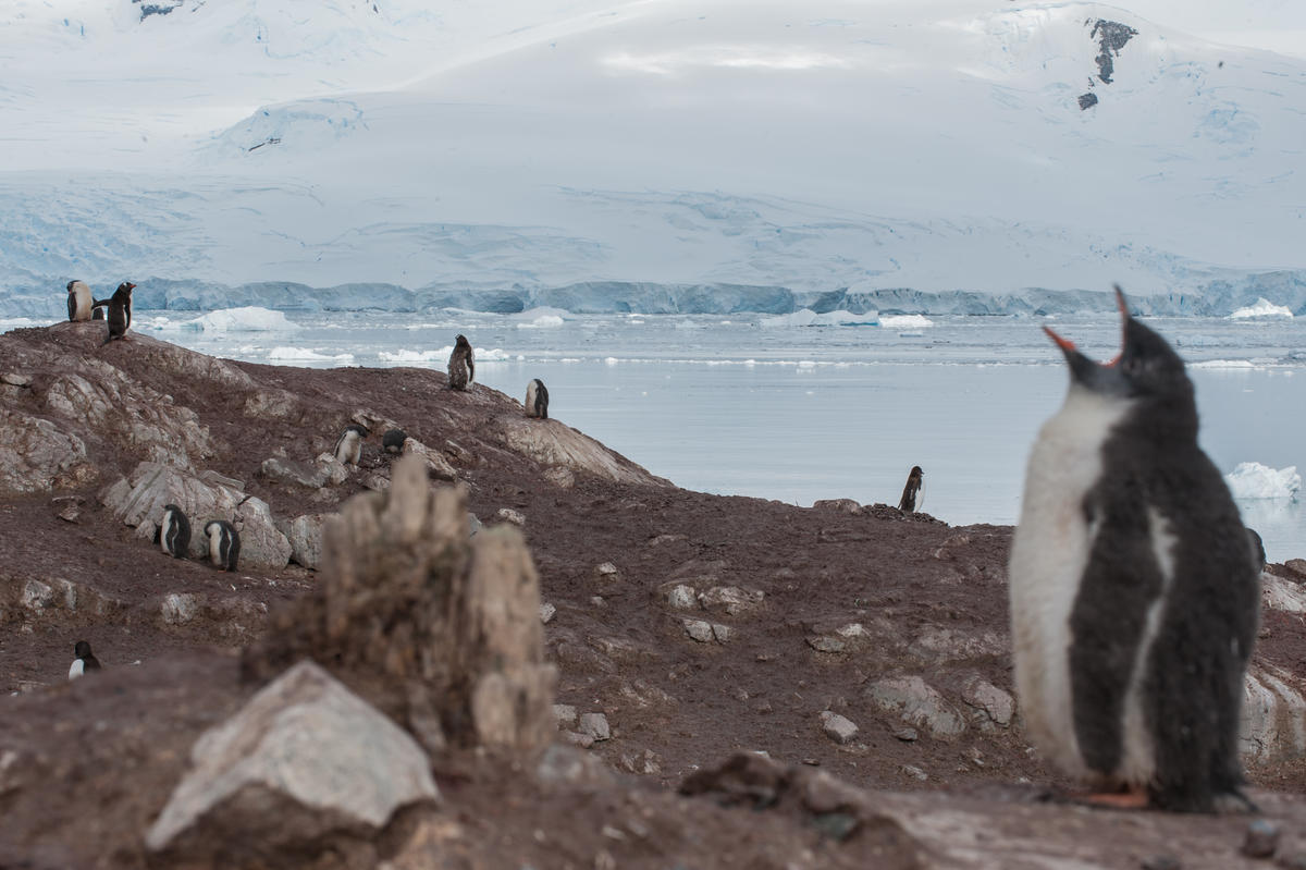 Gentoo Penguins in the Antarctic. © Esther Horvath