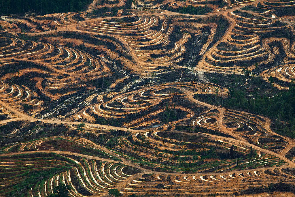 Production d'huile de palme à Kalimantan