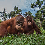 Two baby orangutans Madara (left), two year-old and Syahrini (right), three year-old, playing on the ground at Borneo Orangutan Survival (BOS) Foundation in Nyaru Menteng, Central Kalimantanon. Madara was saved by a civil servant from a trader on November 2, 2014, in Madara village, South Barito. Syahrini was born on October, 31, 2013, in Nyaru Menteng rehabilitation center from a mother orangutan Suja that was repatriated from Thailand.