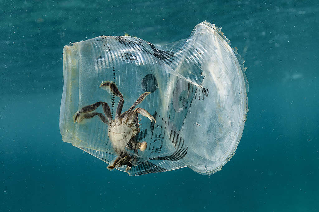 Un crabe piégé dans une gobelet de la marque 'Zagu Milktea' dans le Passage de l’Île Verte.