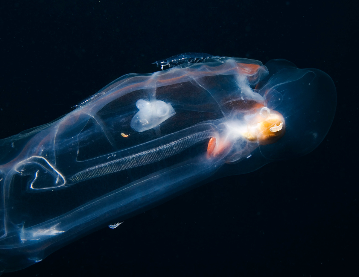 Il y a environ 70 espèces de salpes dans le monde. Ici, une espèce photographiée en eau profonde.