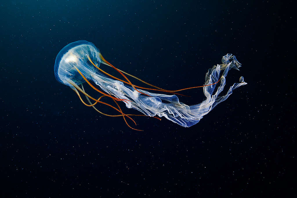 Méduse scyphozoaire, vivant dans les eaux profondes de l’Arctique.