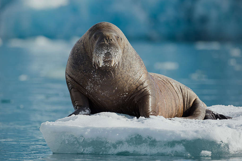 Ein Walross entspannt sich auf einer Eisscholle nahe des Sjettebreen Gleschers in Svalbard