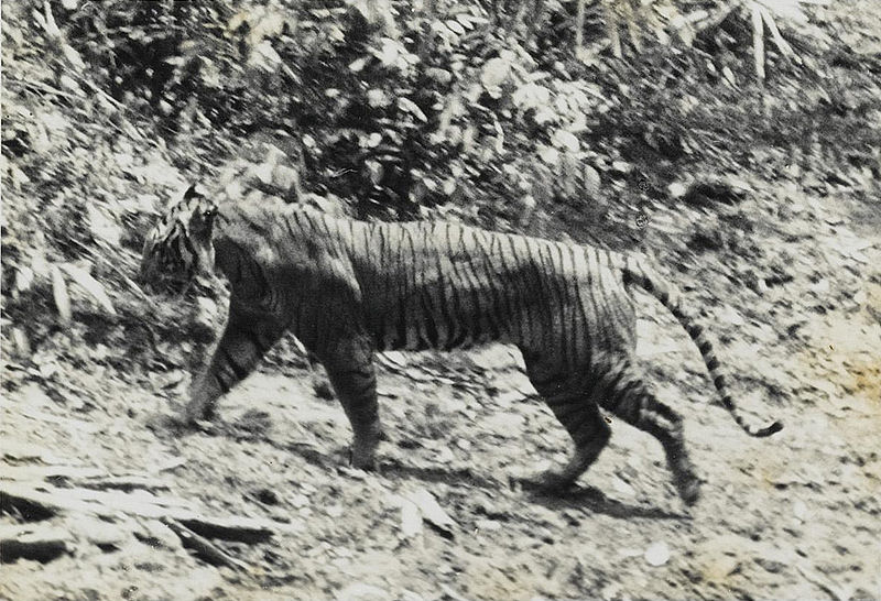Un tigre de Java photographié en 1938 à Ujung Kulon.