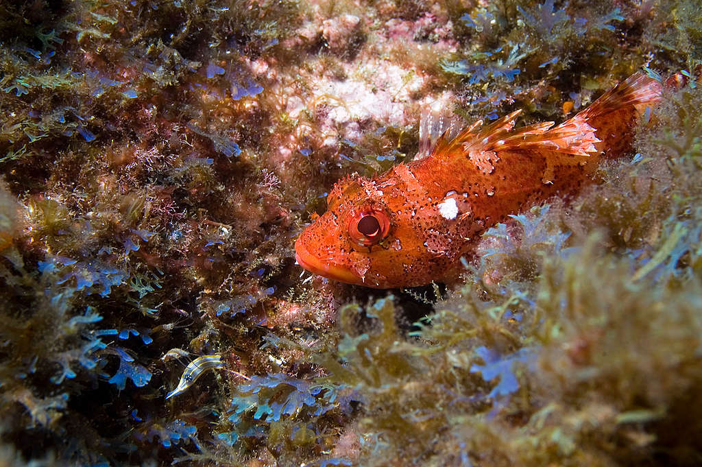 Madeira Rockfish - Deep Sea Life in the Azores.