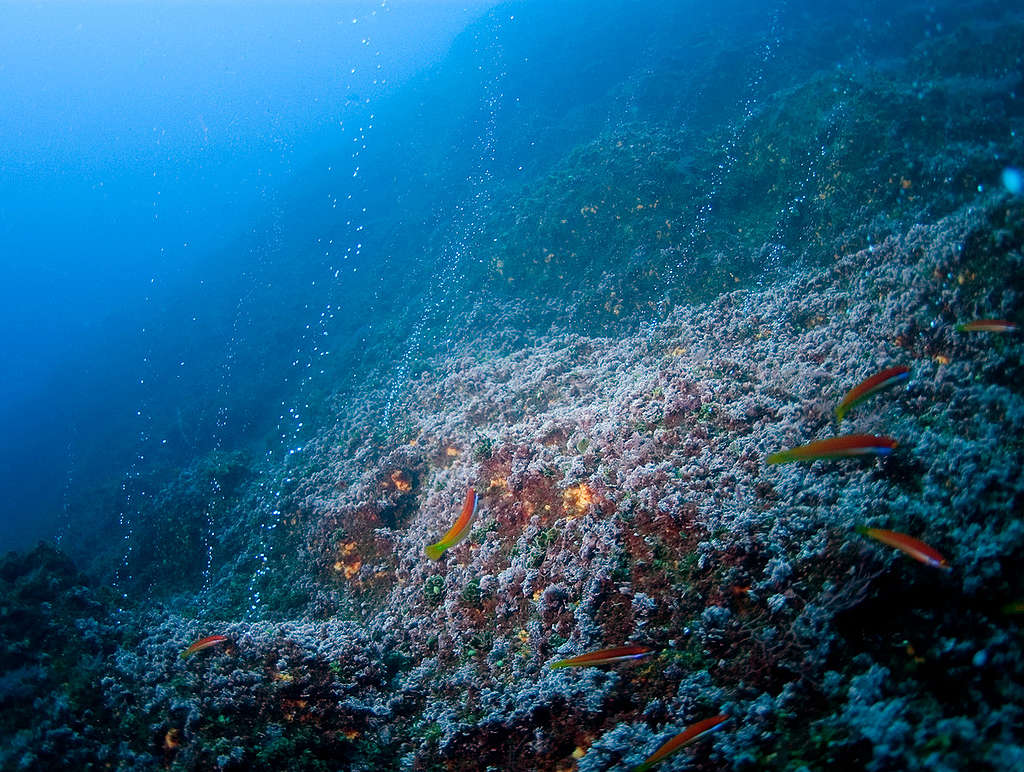 Hydrothermal Vents - Azores Deep Sea Life