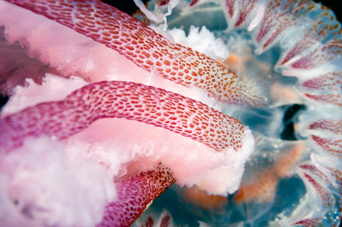 Méduse pélagique (Pelagia noctiluca)