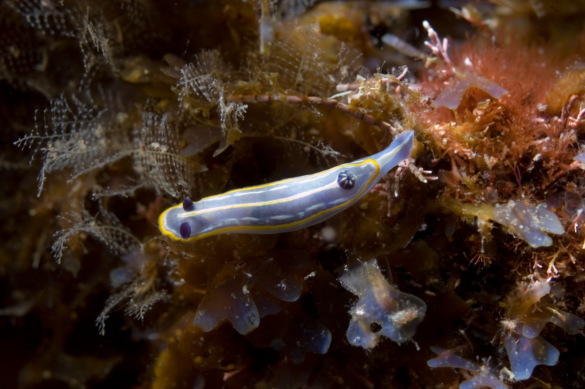 Tricolor Sea Slugs - Deep Sea Life in the Azores