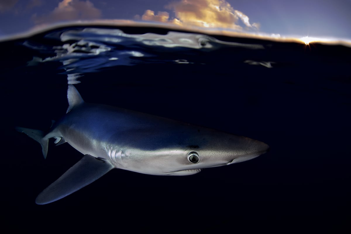 Blauer Hai Nahe der Azoren