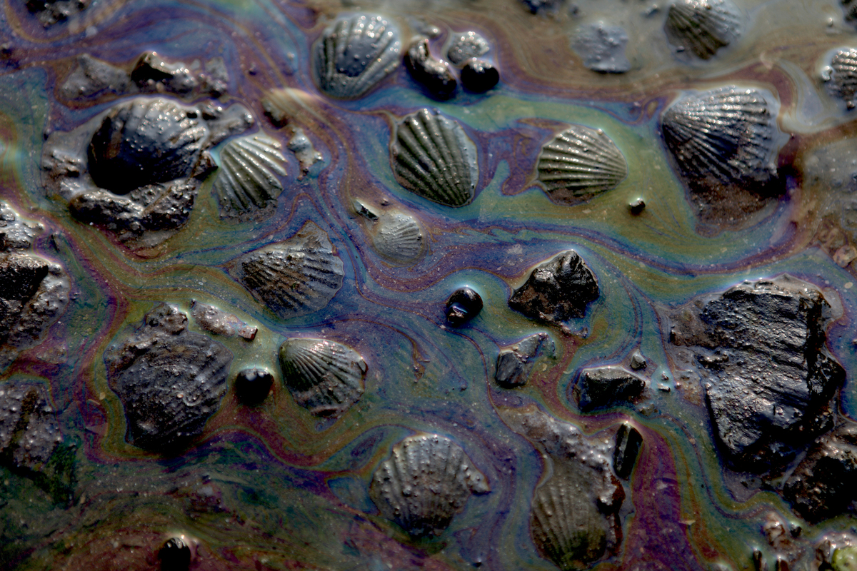 Oil-covered Shells in Dalian. © Arthur J D / Greenpeace