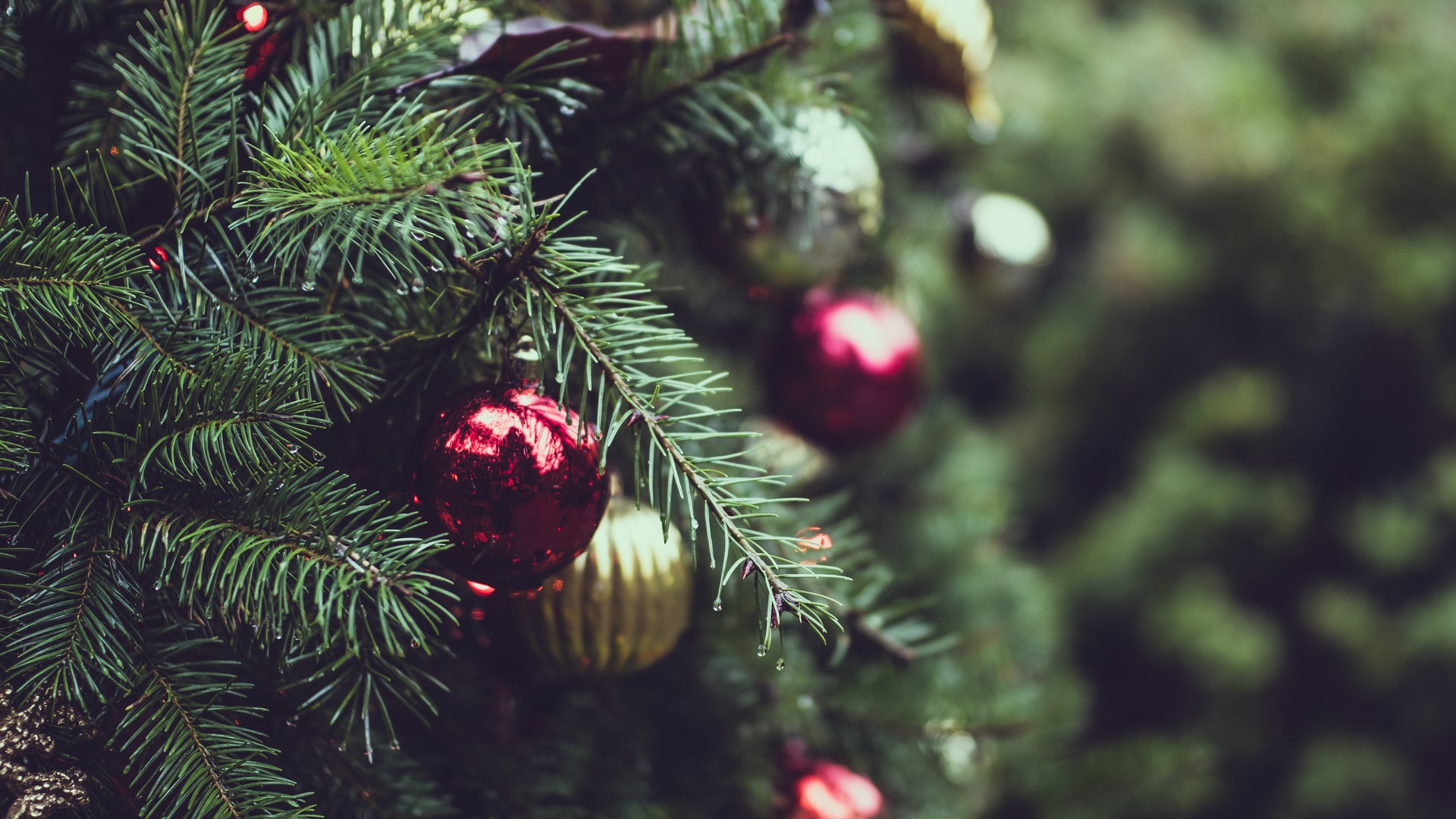 Ein echter oder ein künstlicher Weihnachtsbaum? - Greenpeace Luxembourg