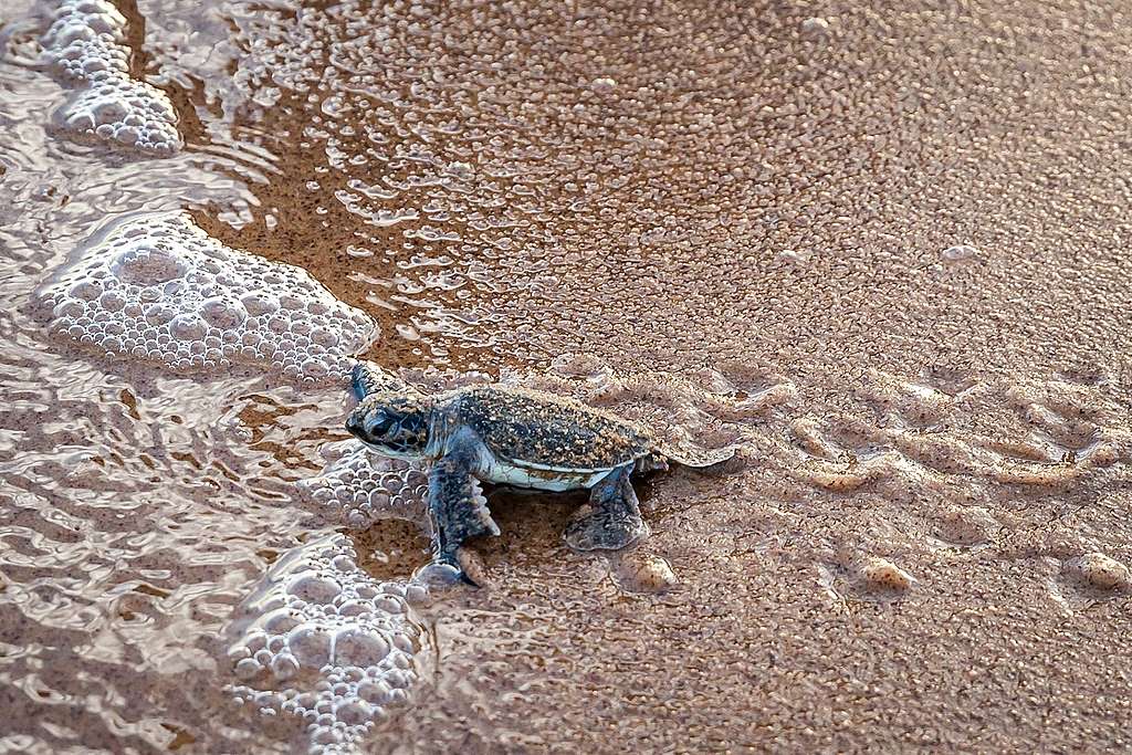 Top 9 des faits les plus incroyables sur les tortues - Greenpeace Luxembourg