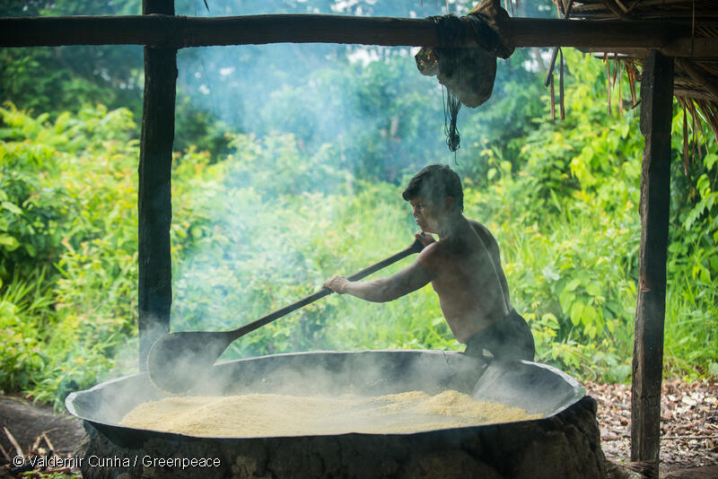Production de farine de manioc dans le village de Sawré Muybu dans la forêt amazonienne