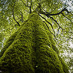 Moss on tree in Romanian forest.