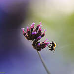 A bee visits Vicki’s Allotment in Barlow’s Lane Allotment in Liverpool.