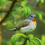 Male Red-breasted flycatcher (Ficedula parva) in an old-growth forest; Pärnu county, Central Estonia. 
Documentation of logging in Estonian forests. The production of wood pellets for biomass energy is destroying large areas of the ancient forest and habitat of wildlife. The pellets are exported to European countries, e.g. Germany, Italy, UK and the Netherlands.