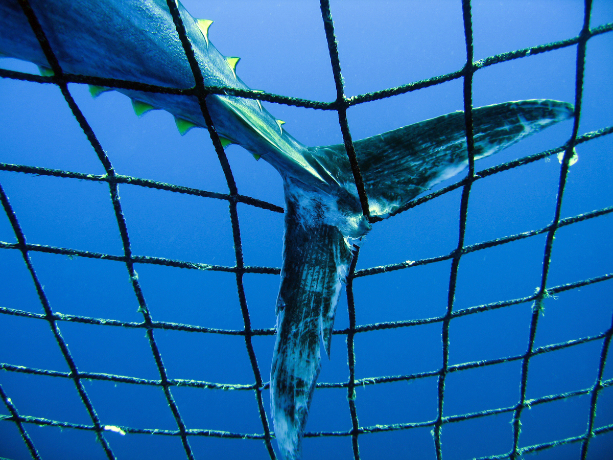 Tuna caught inside a Transport Cage in Turkey. © Greenpeace / Gavin Newman