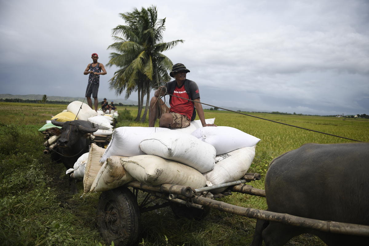 Typhoon Mangkhut Impacts in Northern Philippines. © Richard Atrero de Guzman / Greenpeace