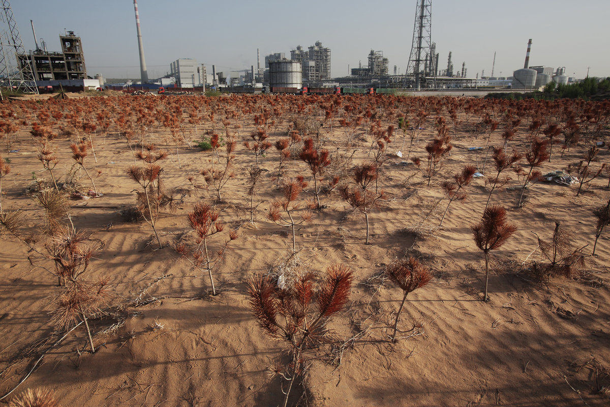 Dead Young Pine Trees in Inner Mongolia. © Qiu Bo / Greenpeace
