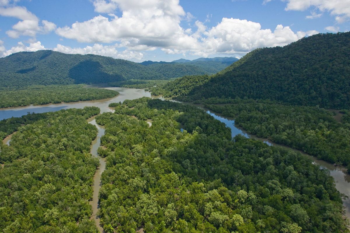 Pristine Forests in Papua. © Greenpeace / Ardiles Rante