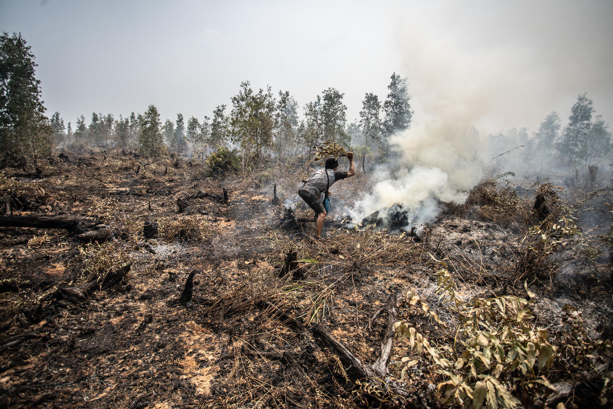 Forest Fires in PT GAL, Central Kalimantan. © Jurnasyanto Sukarno / Greenpeace