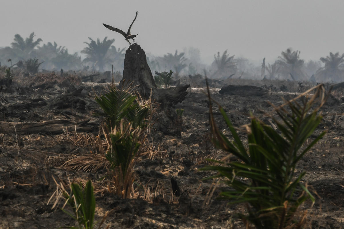 Eagle in Burned Peatland in PT DHL Ex Concession in Jambi, Sumatra. © Muhammad Adimaja / Greenpeace