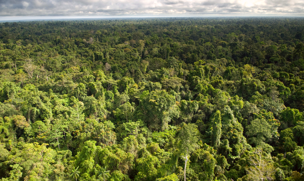 Pristine Forest in West Papua. © Greenpeace / Dmitry Sharomov