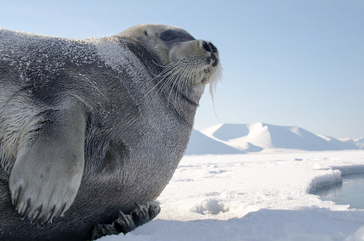 Close up of Seal in Svalbard. © Rasmus Törnqvist / Greenpeace