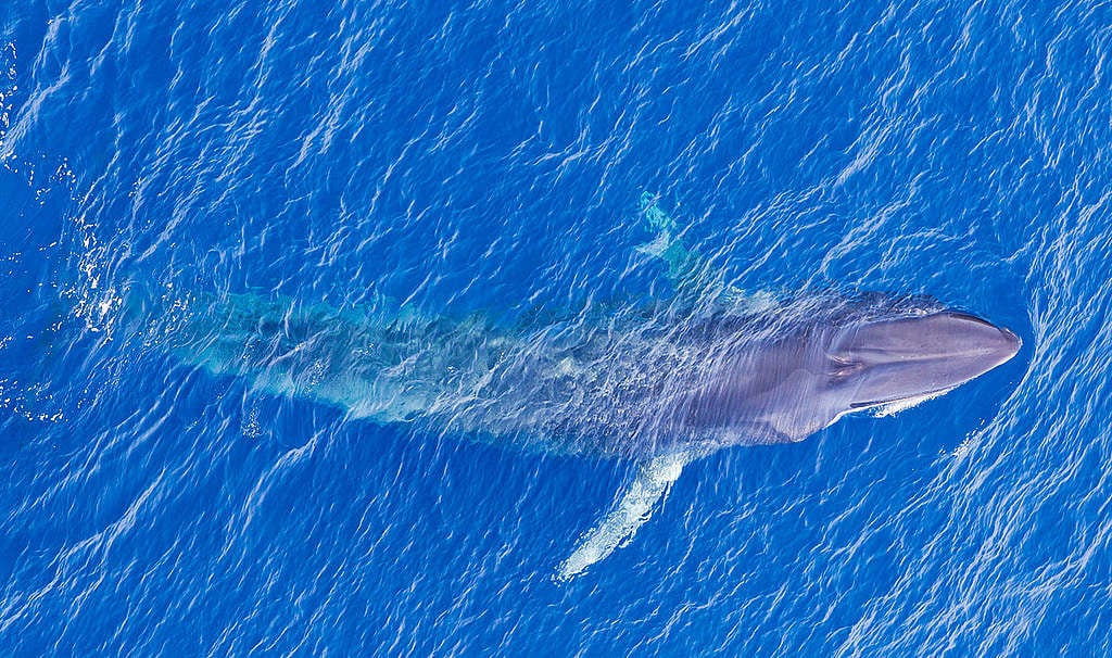Pygmy Blue Whale in Mozambique. © Paul Hilton / Greenpeace