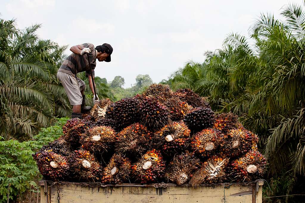 Small-holder Oil Palm Harvest in Sumatra. © Greenpeace / John Novis