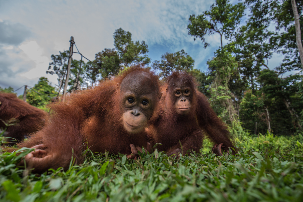 Orangutans at BOS Nyaru Menteng Orangutan Rescue Center in Indonesia. © Bjorn Vaugn / BOSF / Greenpeace