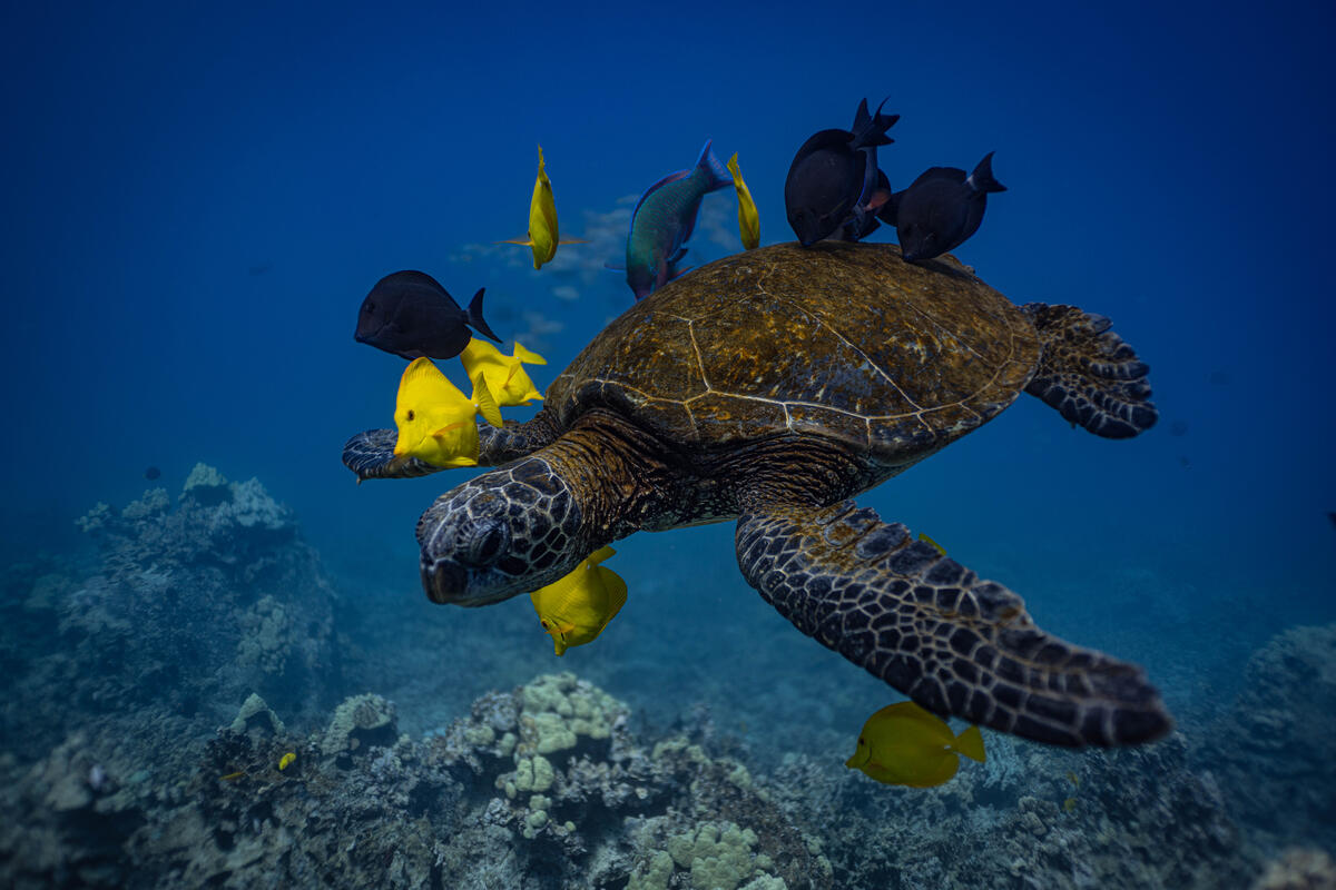 Reef Life in Big Island, Hawaii. © Lorenzo Moscia / Greenpeace