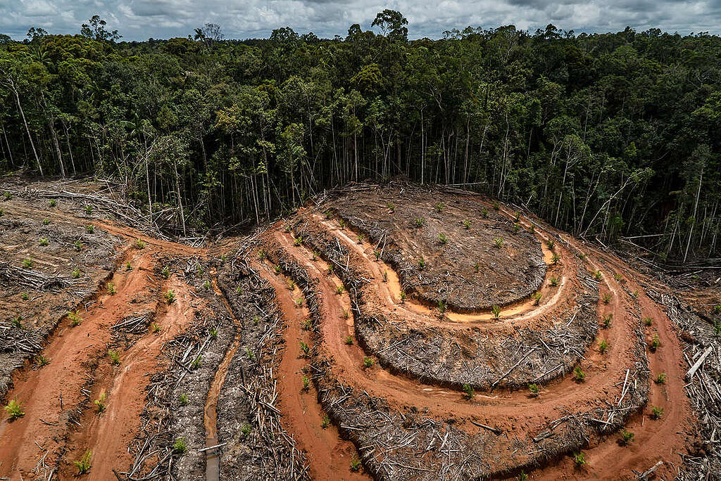 PT Megakarya Jaya Raya (PT MJR) Palm Oil Concession in Papua. © Ulet  Ifansasti / Greenpeace