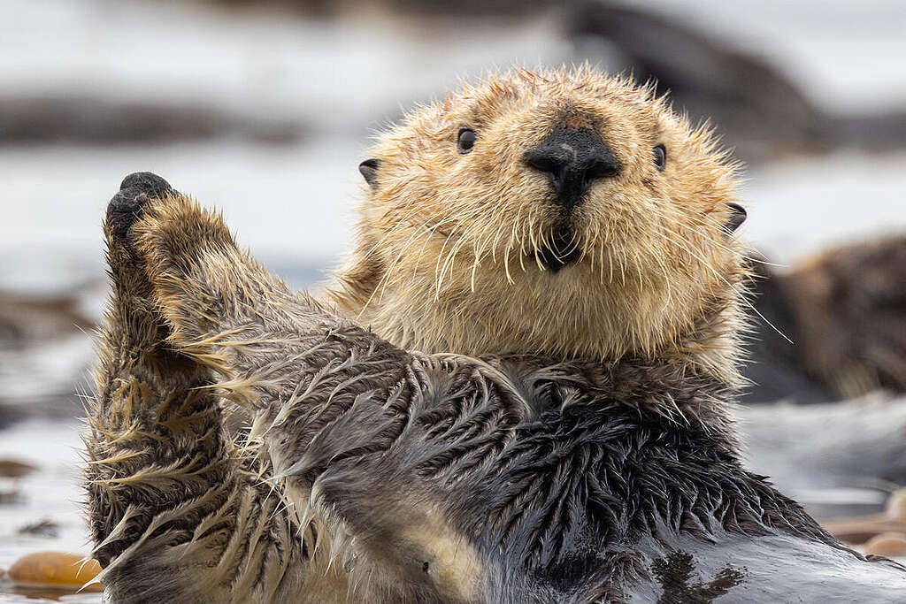 Sea Otters in Morro Bay, California. © David McNew / Greenpeace