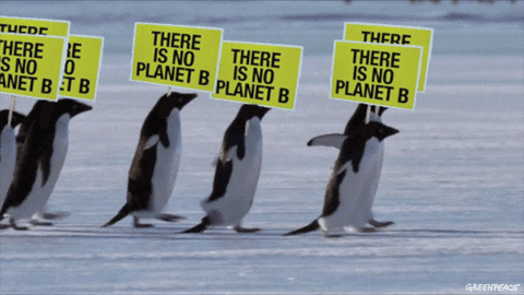 penguins holding sign saying there is not planet b