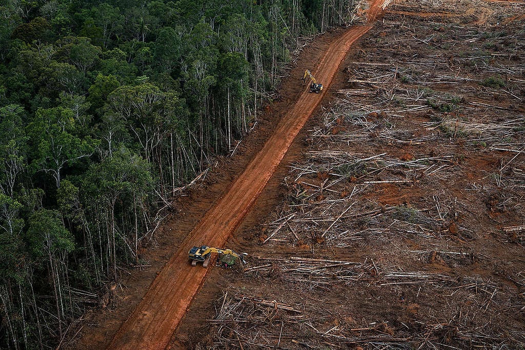 PT Megakarya Jaya Raya (PT MJR) Palm Oil Concession in Papua. © Ulet  Ifansasti