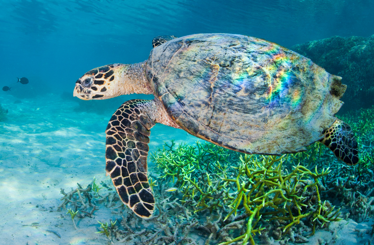 Tortugas © Paul Hilton / Greenpeace