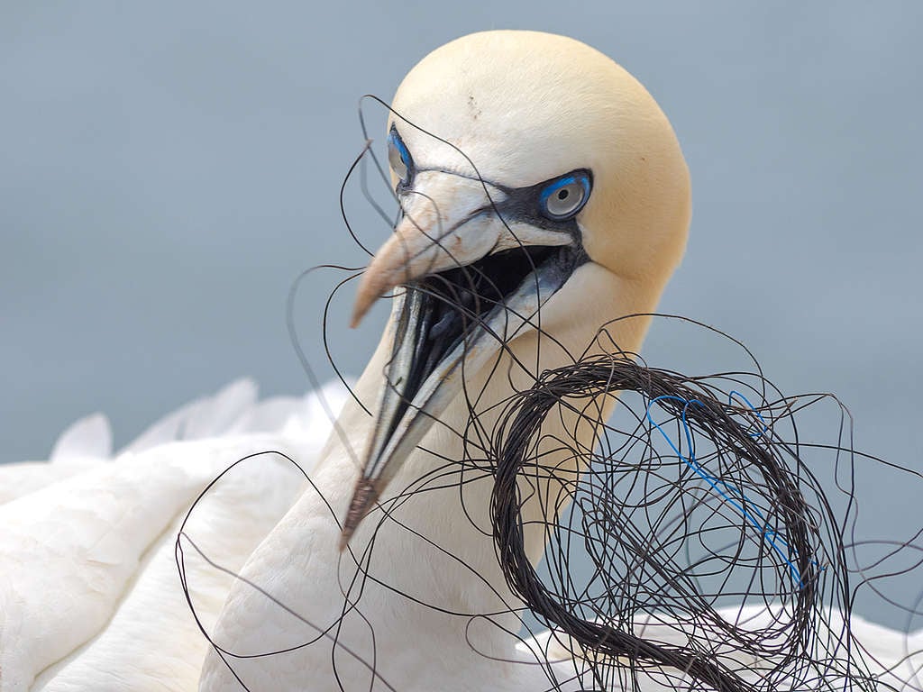Aves con basura plástica © Wolf Wichmann / Greenpeace