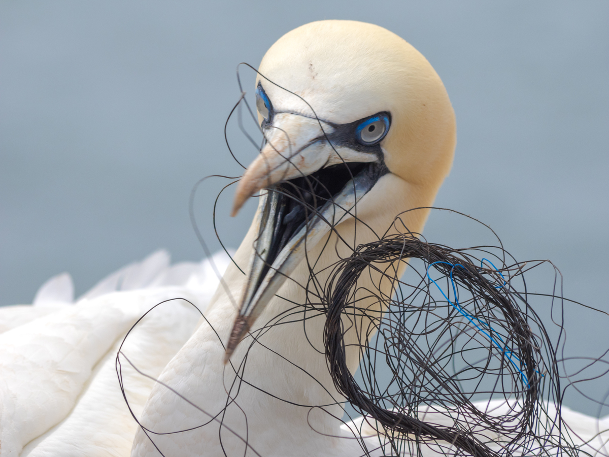 Gannets on Heligoland with Plastic Waste. © Wolf Wichmann / Greenpeace