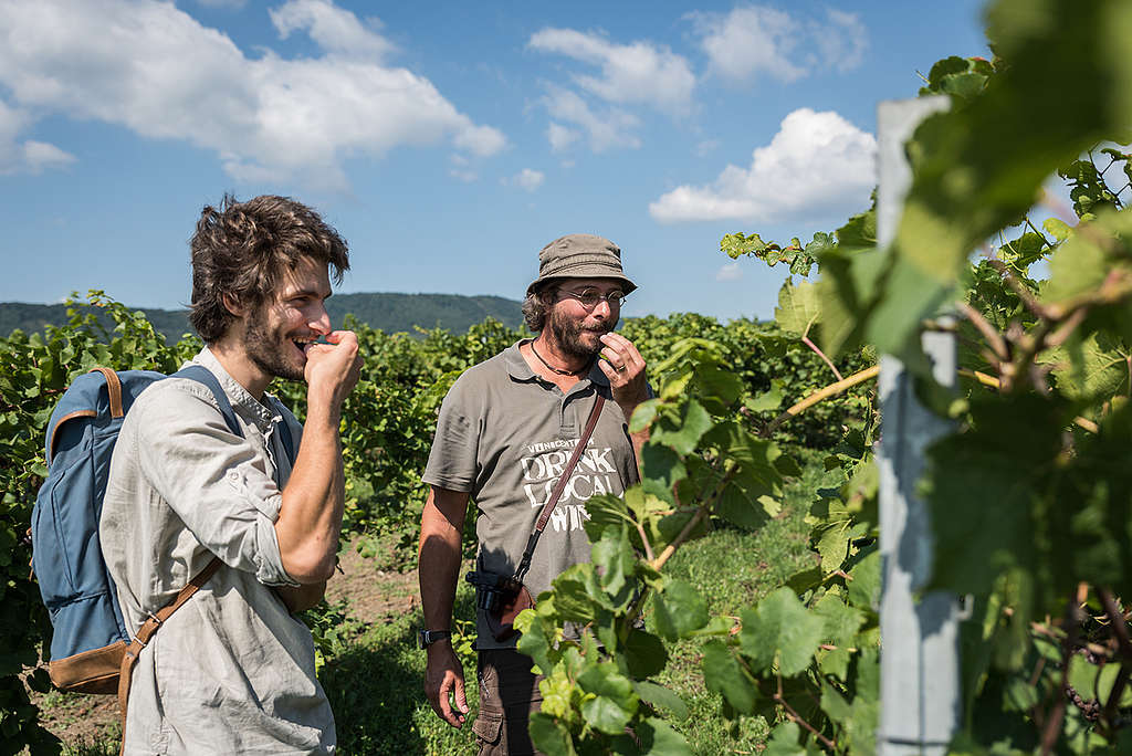 Productores de vino ecológico en Eslovaquia © Richard Lutzbauer / Greenpeace