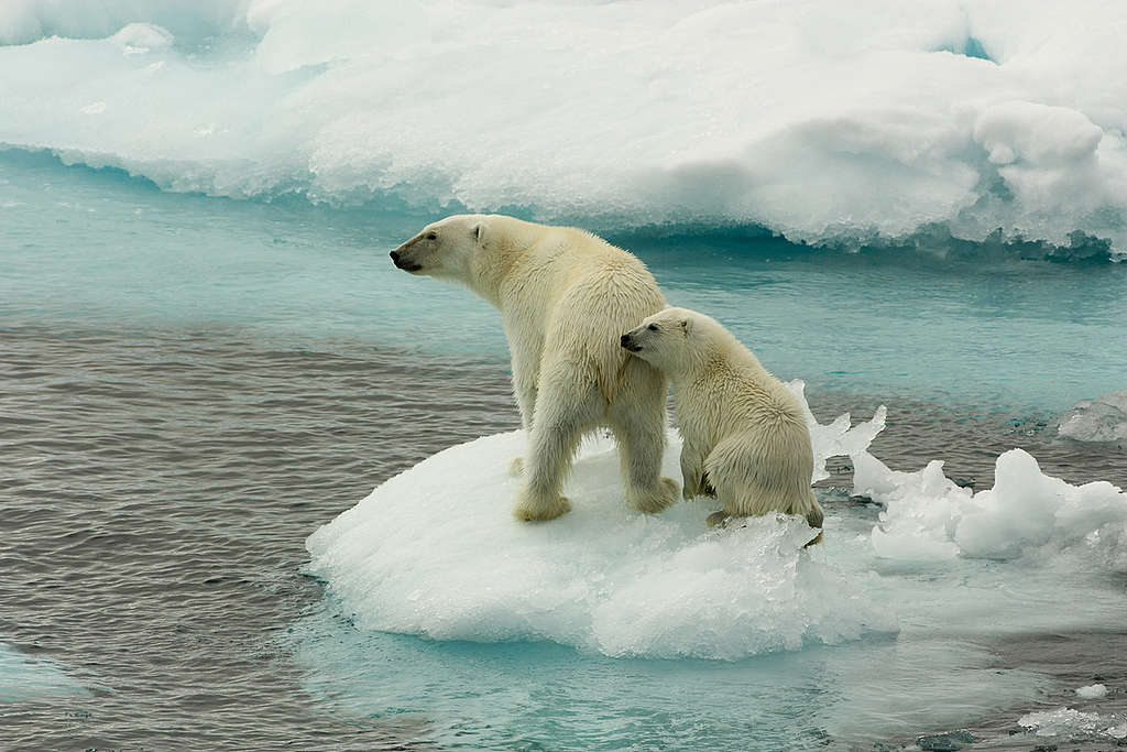 Osos polares sobre hielo derretido © Larissa Beumer / Greenpeace