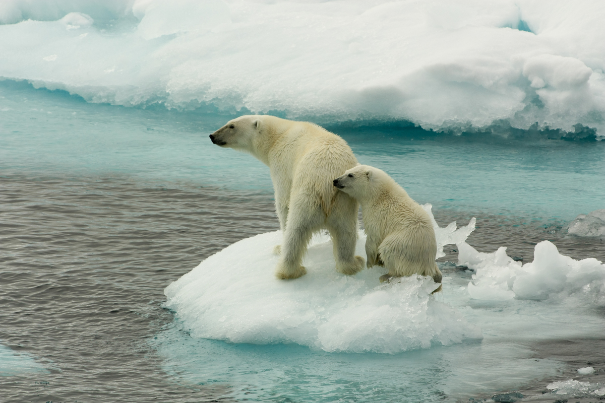 Polar Bears on Sea Ice. © Larissa Beumer / Greenpeace