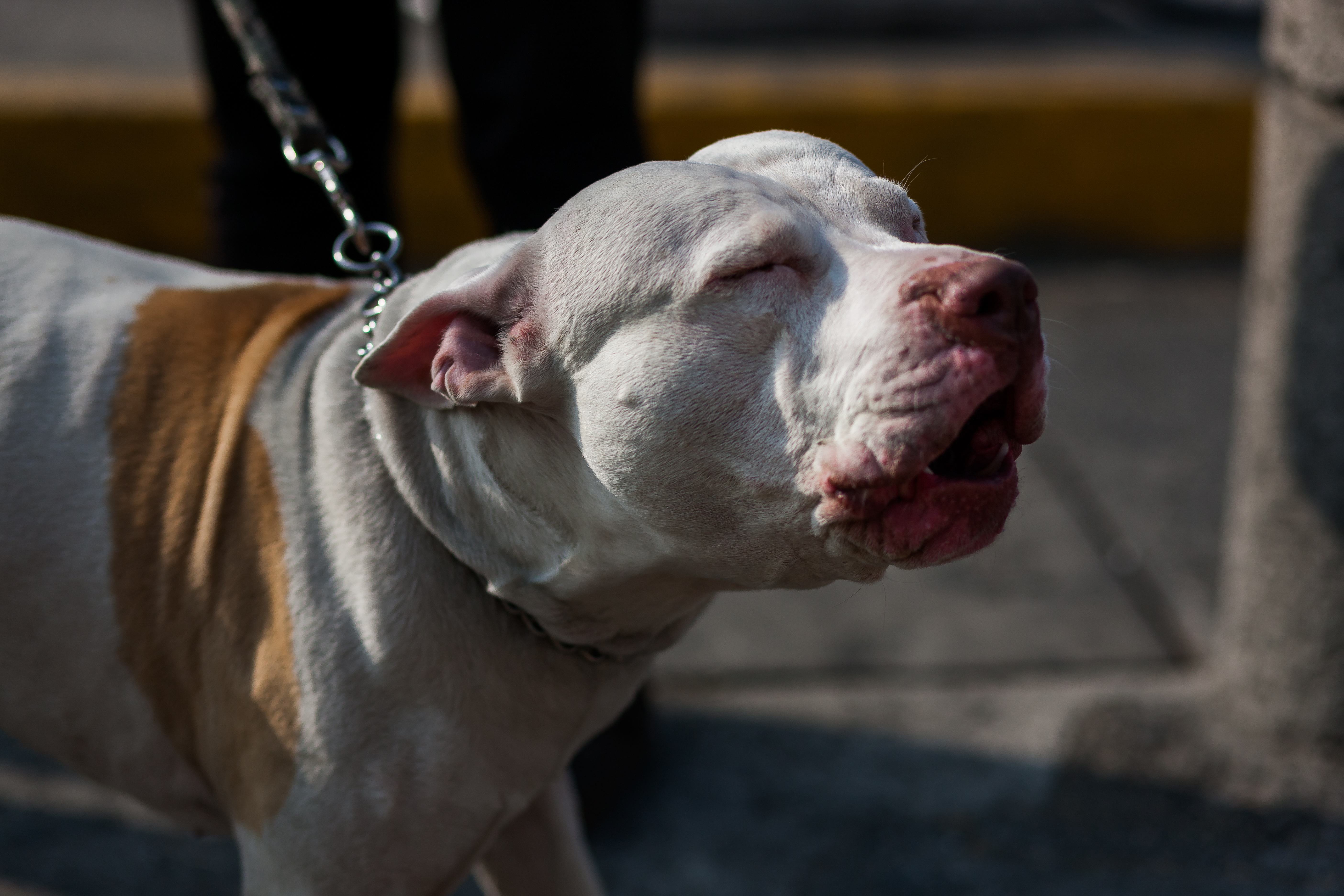 Cómo afecta la contaminación del aire a tu mascota? - Greenpeace México