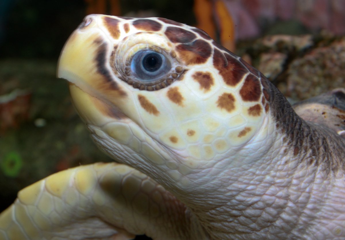 Loggerhead Sea Turtle. © Brian Gratwicke / CC BY-SA 2.0