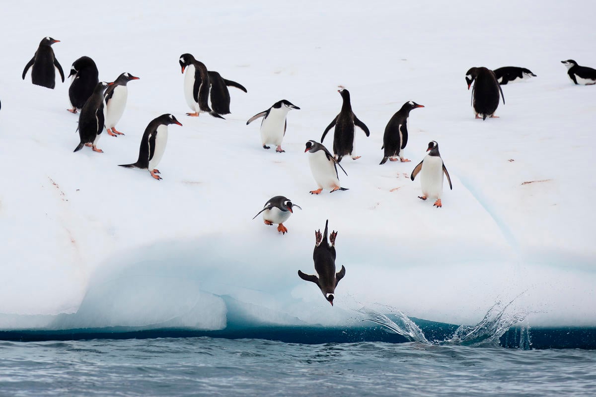 Chinstrap And Gentoo Penguins. © Abbie Trayler-Smith / Greenpeace