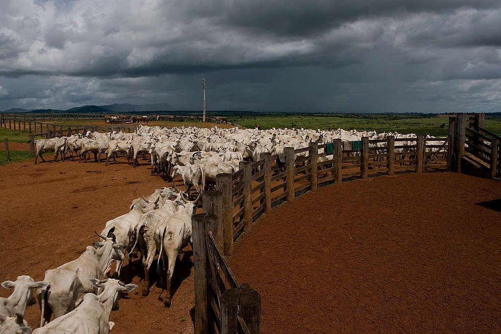 Rancho ganadero, ¿sabes de dónde viene la carne que comes? © Marizilda Cruppe / EVE / Greenpeace
