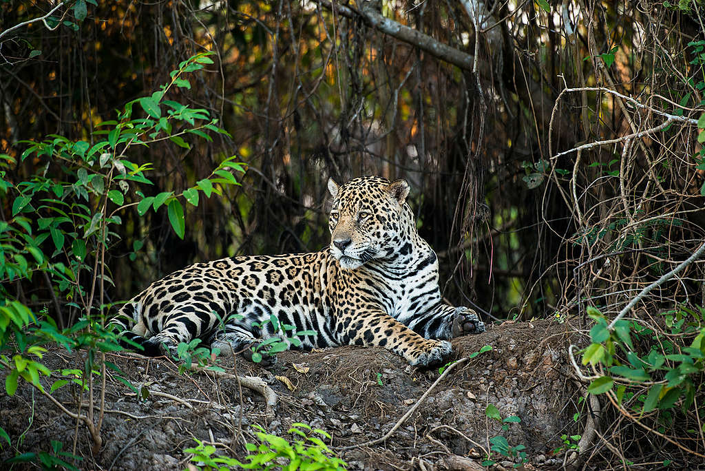 El jaguar ha visto amenazado su hogar debido a la deforestación © Valdemir Cunha