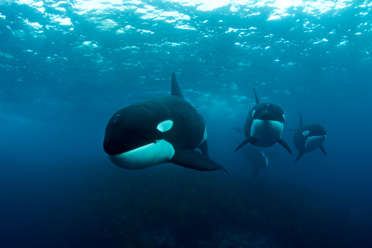 Orca Whales off North Island, New Zealand. © Robert Marc Lehmann / Greenpeace