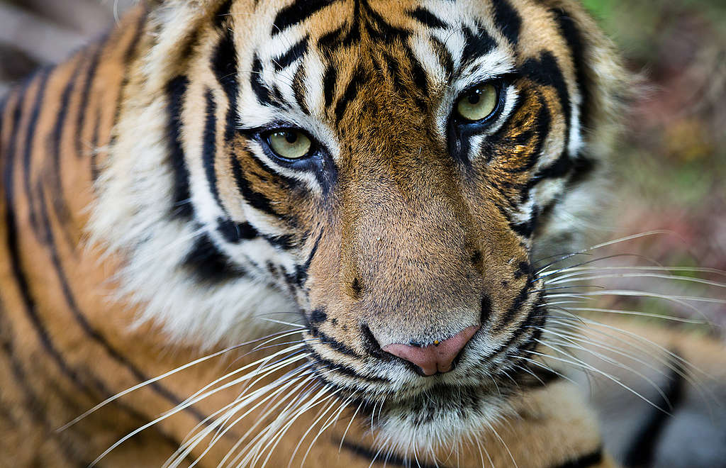 Tigre de Sumatra en peligro de extinción por la deforestación de su hogar © Paul Hilton / Greenpeace