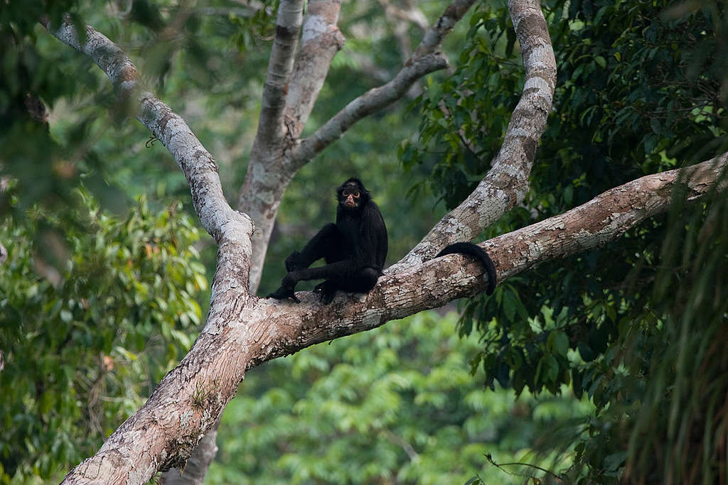 Mono araña en peligro de extinción por la deforestación de su hogar © Greenpeace / Daniel Beltrá